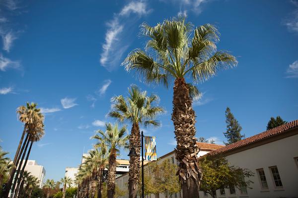 Palm trees